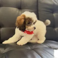 Bear, a male Poodle - Miniature  for sale in Saint Cloud, FL – Photo 2 of 8