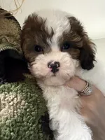 Bear, a male Poodle - Miniature  for sale in Saint Cloud, FL – Photo 5 of 8