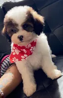 Bear, a male Poodle - Miniature  for sale in Saint Cloud, FL – Photo 7 of 8