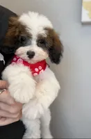 Bear, a male Poodle - Miniature  for sale in Saint Cloud, FL – Photo 1 of 8