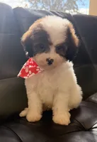 Bear, a male Poodle - Miniature  for sale in Saint Cloud, FL – Photo 4 of 8