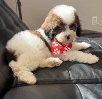 Bear, a male Poodle - Miniature  for sale in Saint Cloud, FL – Photo 6 of 8