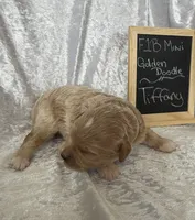 Tiffany, a female Miniature Goldendoodle for sale in Saint Cloud, FL – 2 of 3