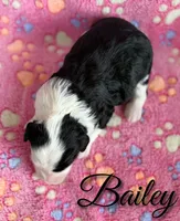Bailey*mini*, a female Sheepadoodle for sale in Saint Cloud, FL – 3 of 5
