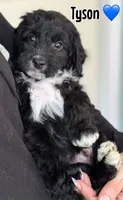 Tyson, a male Miniature Goldendoodle for sale in Saint Cloud, FL – 2 of 6