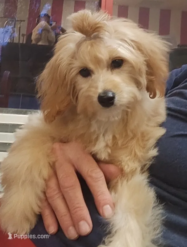 Taylor – Miniature Goldendoodle puppy for sale in Saint Cloud, FL