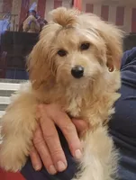 Taylor, a female Miniature Goldendoodle for sale in Saint Cloud, FL – 3 of 7
