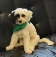Koda *micro mini*, a male Sheepadoodle for sale in Saint Cloud, FL – 4 of 4