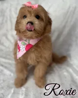Roxie, a female Miniature Goldendoodle for sale in Saint Cloud, FL – 2 of 8
