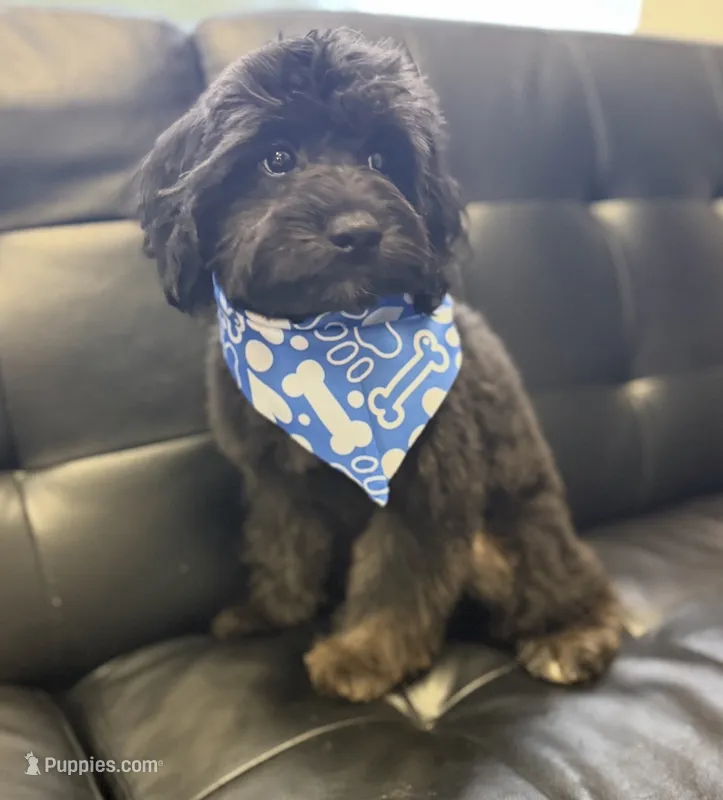 Rocco – Miniature Goldendoodle puppy for sale in Saint Cloud, FL