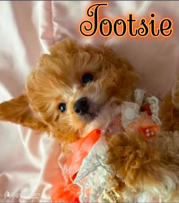 Tootsie  – Miniature Goldendoodle puppy for sale in Saint Cloud, FL