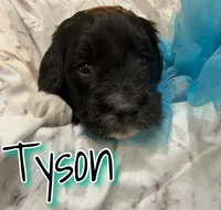 Tyson, a male Miniature Goldendoodle for sale in Saint Cloud, FL – 4 of 6