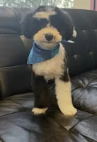 Baloo (micro mini), a male Sheepadoodle for sale in Saint Cloud, FL – 4 of 4