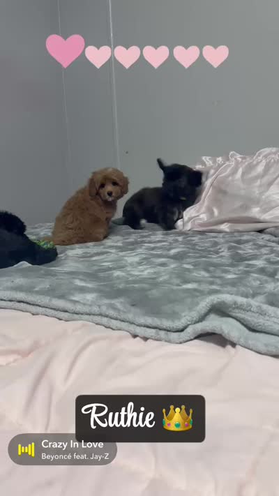 Ruthie, a female Miniature Goldendoodle for sale in Saint Cloud, FL – 2 of 2