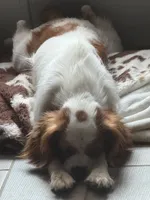 Rebel, a female Cavalier King Charles Spaniel for sale in Saint Cloud, FL – 2 of 4
