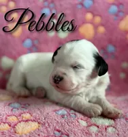 Pebbles*mini*, a female Sheepadoodle for sale in Saint Cloud, FL – 2 of 5