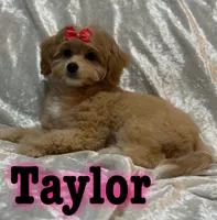 Taylor, a female Miniature Goldendoodle for sale in Saint Cloud, FL – 2 of 7