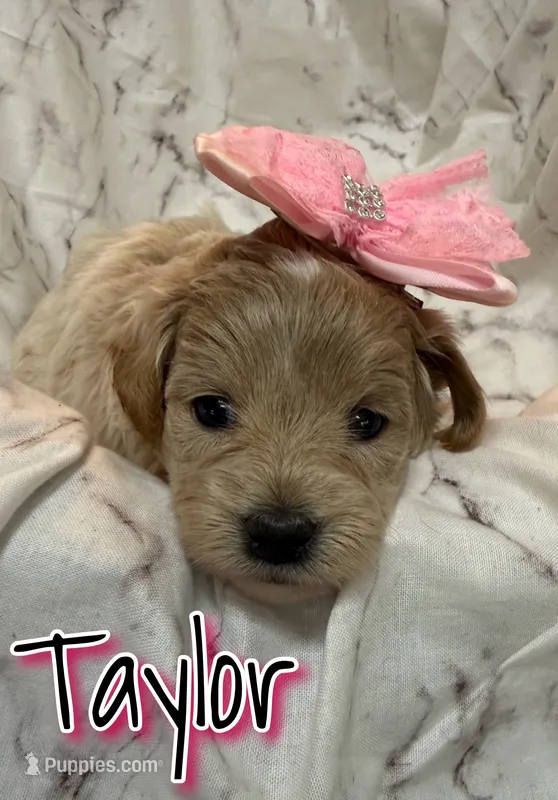 Taylor – Miniature Goldendoodle puppy for sale in Saint Cloud, FL