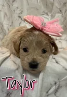Taylor, a female Miniature Goldendoodle for sale in Saint Cloud, FL – 3 of 6