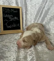 Twinkie, a female Miniature Goldendoodle for sale in Saint Cloud, FL – 3 of 3