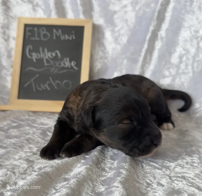 Turbo – Miniature Goldendoodle puppy for sale in Saint Cloud, FL