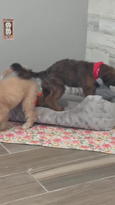 Turbo, a male Miniature Goldendoodle for sale in Saint Cloud, FL – 5 of 5
