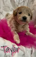 Taylor, a female Miniature Goldendoodle for sale in Saint Cloud, FL – 4 of 6