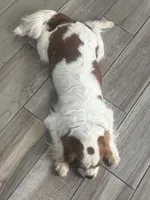 Rebel, a female Cavalier King Charles Spaniel for sale in Saint Cloud, FL – 4 of 4