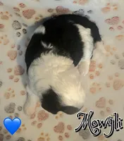 Mowgli *micro mini*, a male Sheepadoodle for sale in Saint Cloud, FL – Photo 2 of 2