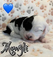 Mowgli *micro mini*, a male Sheepadoodle for sale in Saint Cloud, FL – Photo 1 of 2