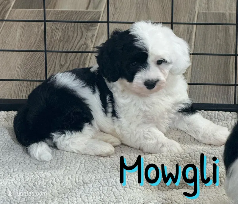 Mowgli *micro mini* – Sheepadoodle puppy for sale in Saint Cloud, FL