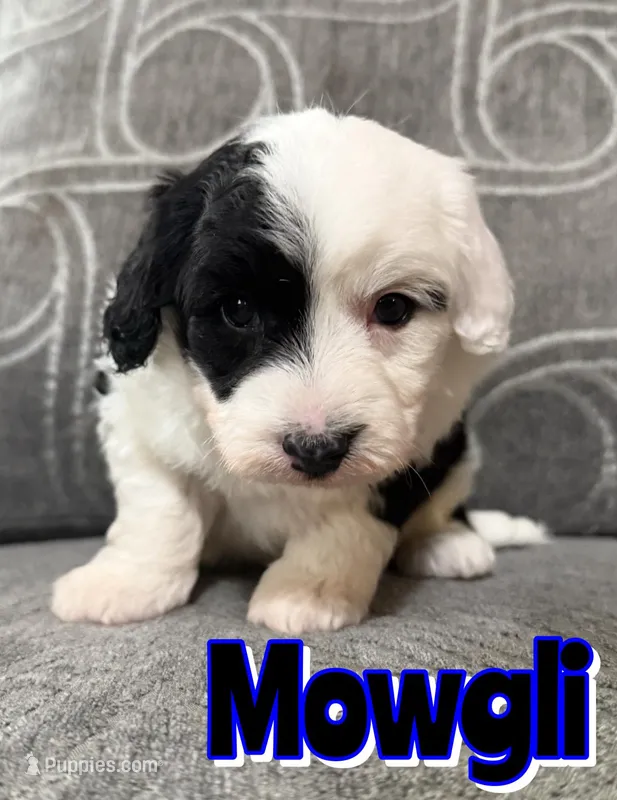 Mowgli *micro mini* – Sheepadoodle puppy for sale in Saint Cloud, FL