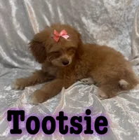 Tootsie , a female Miniature Goldendoodle for sale in Saint Cloud, FL – 3 of 8