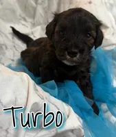 Turbo, a male Miniature Goldendoodle for sale in Saint Cloud, FL – 4 of 5