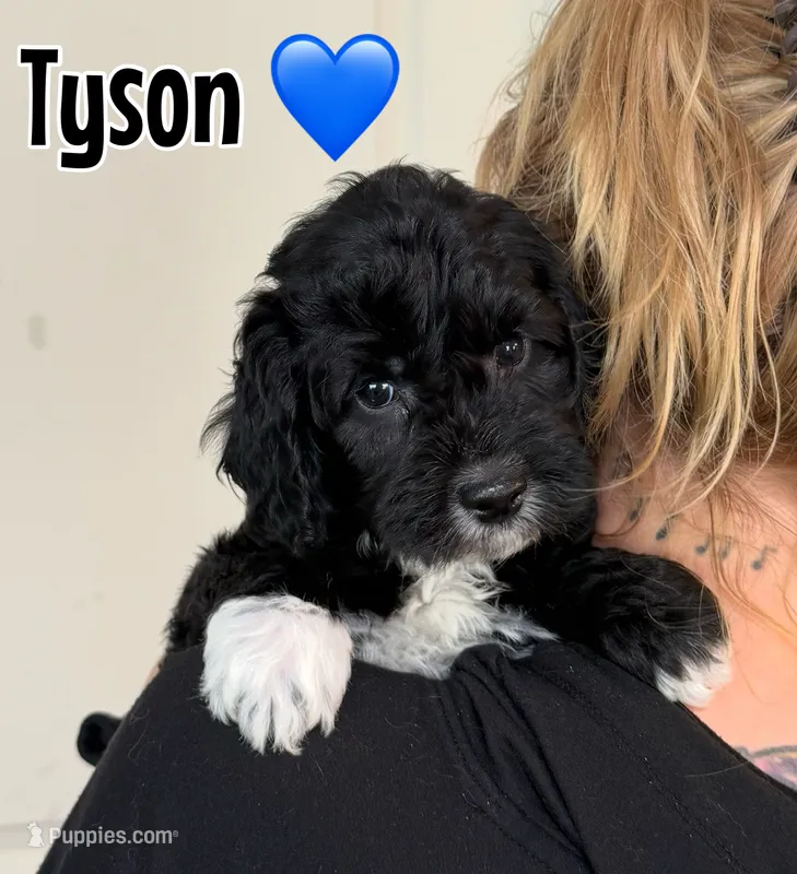 Tyson – Miniature Goldendoodle puppy for sale in Saint Cloud, FL