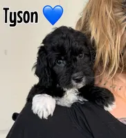 Tyson, a male Miniature Goldendoodle for sale in Saint Cloud, FL – 1 of 6