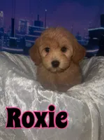 Roxie, a female Miniature Goldendoodle for sale in Saint Cloud, FL – 2 of 3
