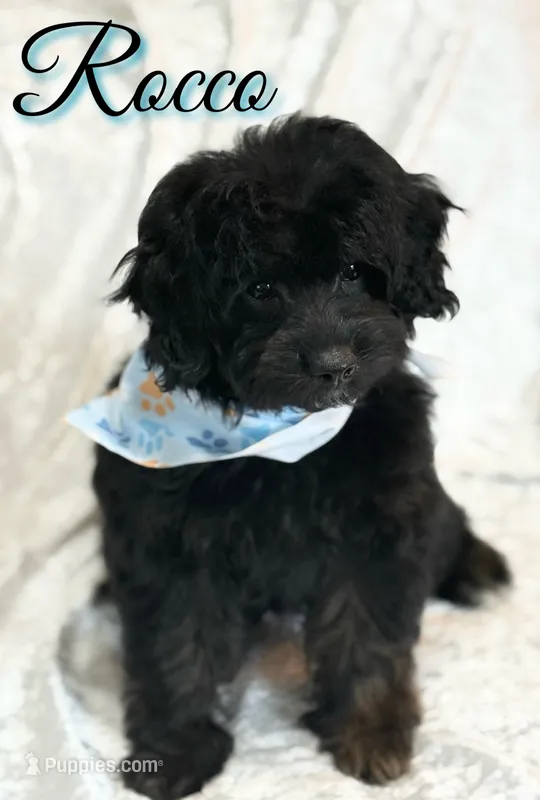 Rocco  – Miniature Goldendoodle puppy for sale in Saint Cloud, FL