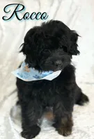 Rocco , a male Miniature Goldendoodle for sale in Saint Cloud, FL – 1 of 8