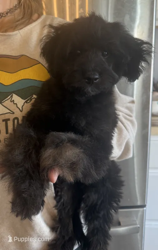 Rocco – Miniature Goldendoodle puppy for sale in Saint Cloud, FL