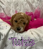 Tootsie , a female Miniature Goldendoodle for sale in Saint Cloud, FL – 4 of 6