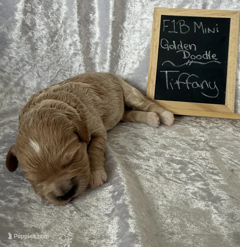 Tiffany – Miniature Goldendoodle puppy for sale in Saint Cloud, FL