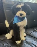 Baloo (micro mini), a male Sheepadoodle for sale in Saint Cloud, FL – 3 of 4