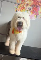 Winter, a female Old English Sheepdog for sale in Saint Cloud, FL – 1 of 4