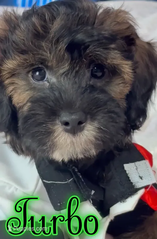 Turbo – Miniature Goldendoodle puppy for sale in Saint Cloud, FL