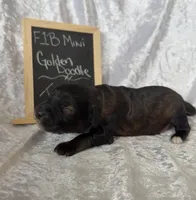 Turbo, a male Miniature Goldendoodle for sale in Saint Cloud, FL – 2 of 3
