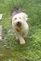 Winter, a female Old English Sheepdog for sale in Saint Cloud, FL – 3 of 4