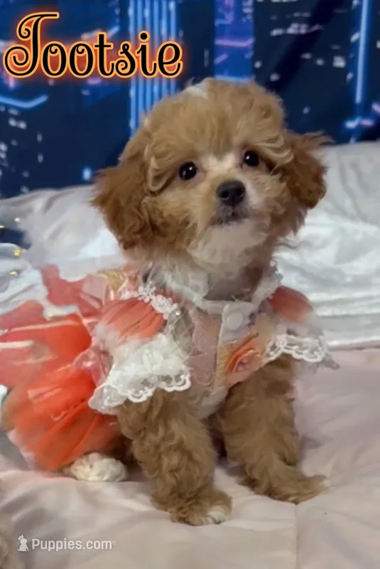 Tootsie  – Miniature Goldendoodle puppy for sale in Saint Cloud, FL