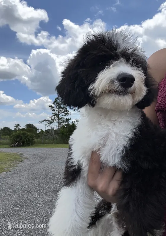 Baloo (micro mini) – Sheepadoodle puppy for sale in Saint Cloud, FL