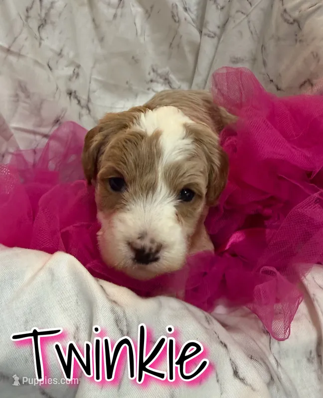 Twinkie – Miniature Goldendoodle puppy for sale in Saint Cloud, FL